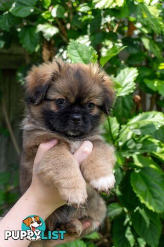 Tibetan Spaniel Puppies For Sale