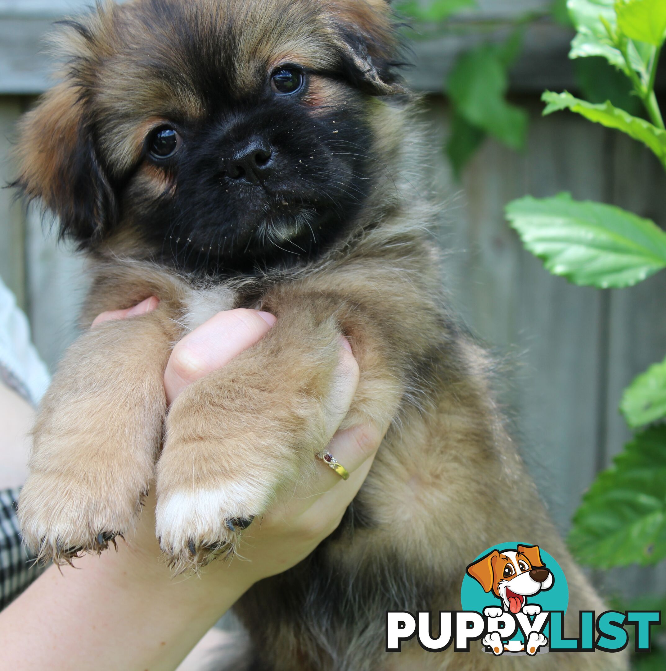 Tibetan Spaniel Puppies For Sale