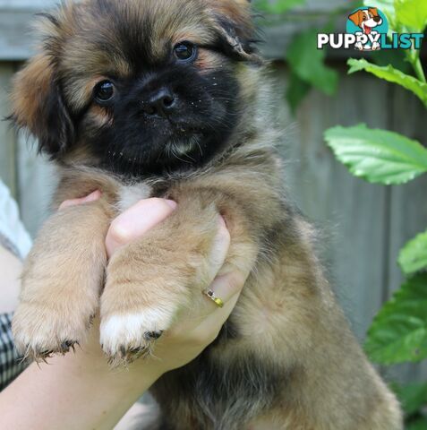 Tibetan Spaniel Puppies For Sale