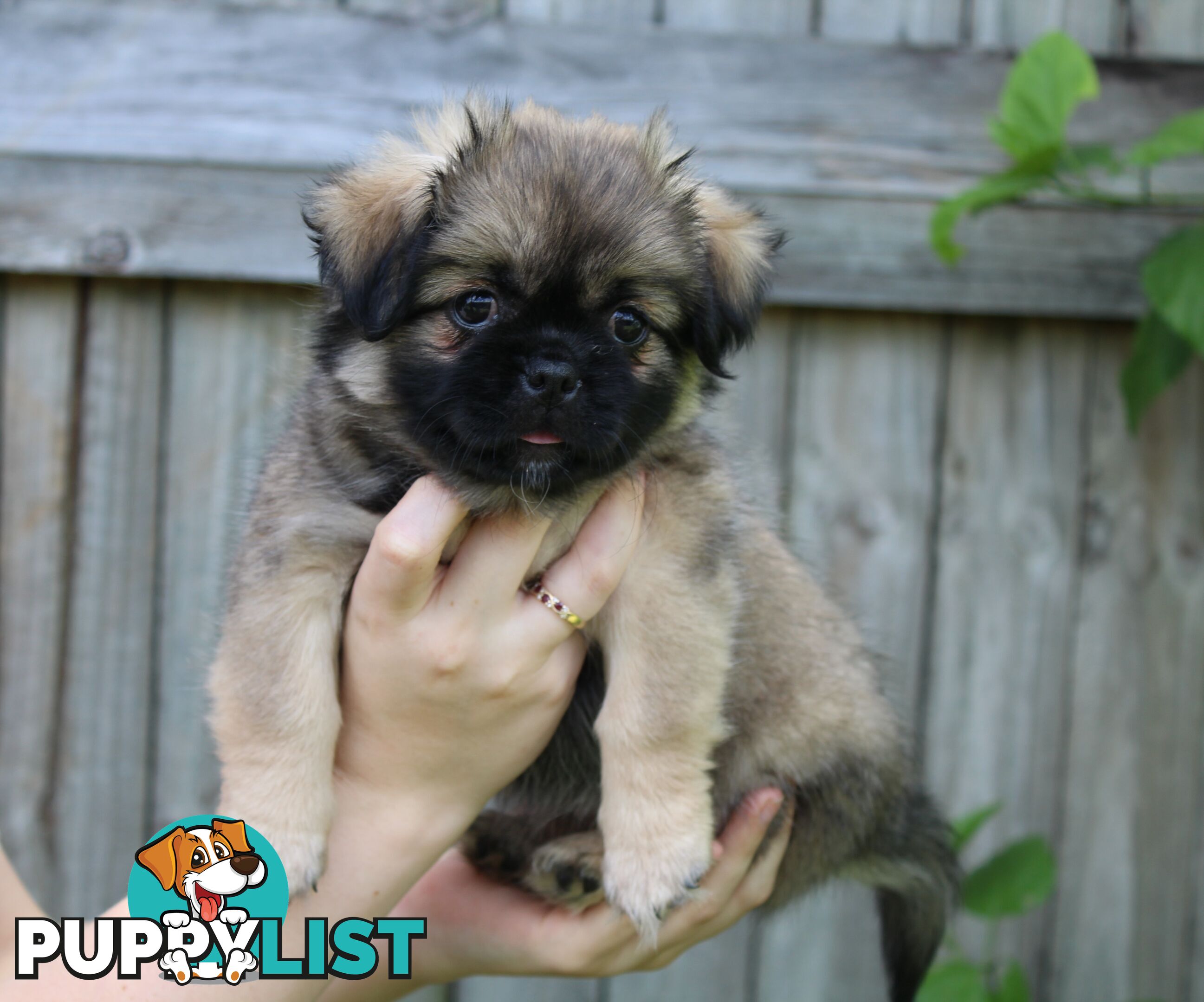 Tibetan Spaniel Puppies For Sale