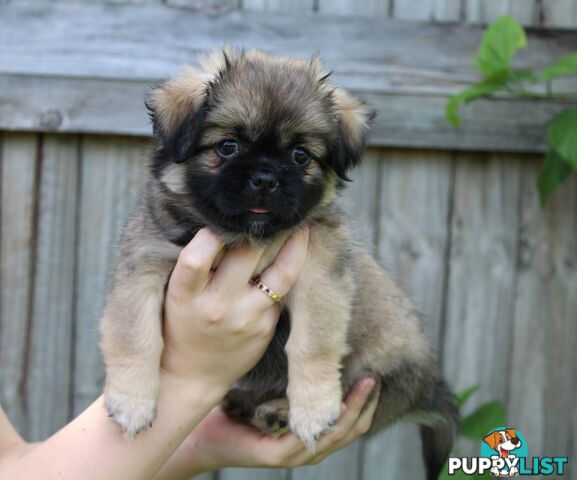 Tibetan Spaniel Puppies For Sale