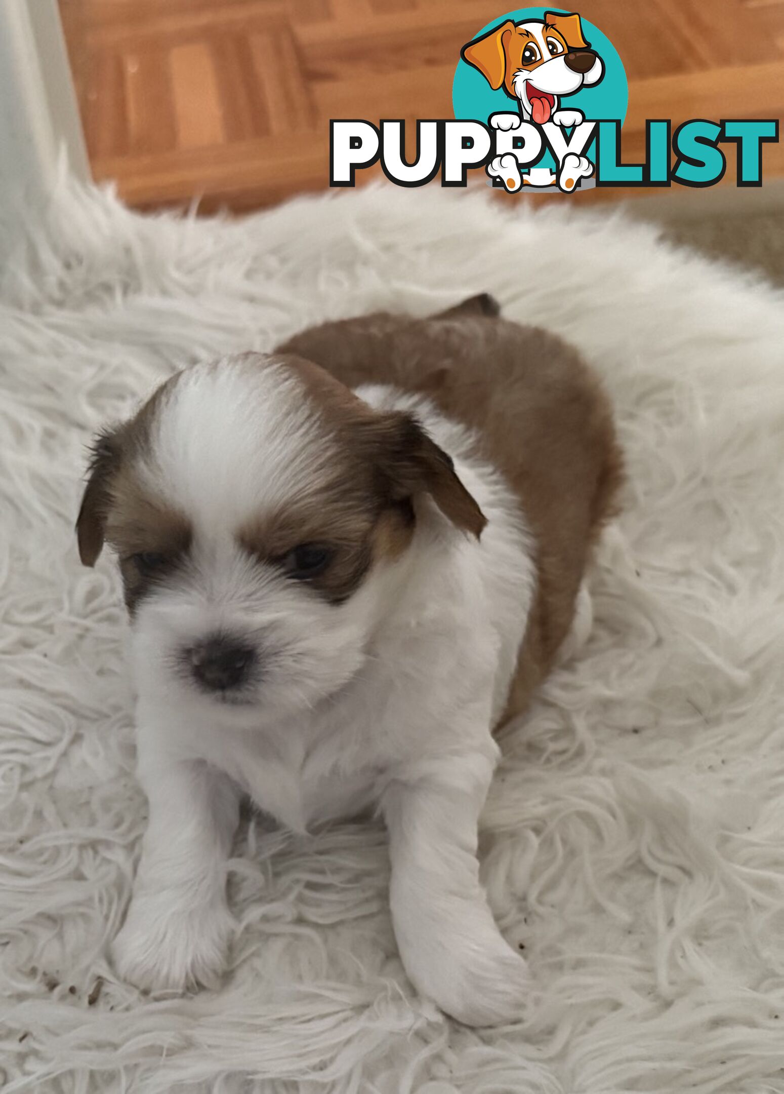 Gorgeous Lhasa Apso puppies ready on 13 June