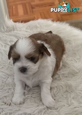 Gorgeous Lhasa Apso puppies ready on 13 June