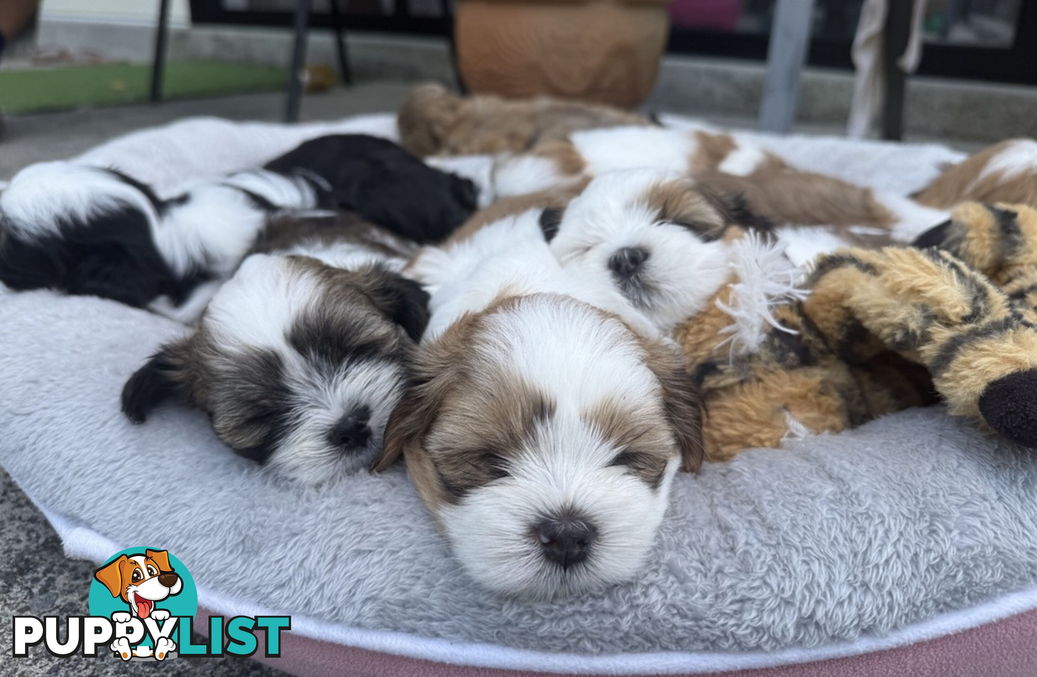 Gorgeous Lhasa Apso puppies ready on 13 June