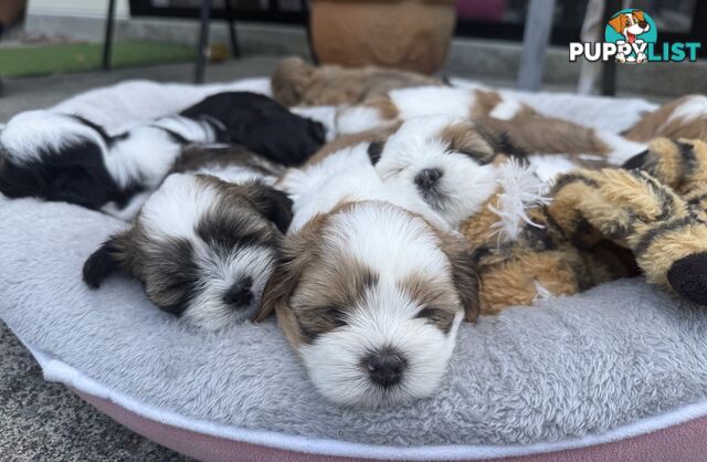 Gorgeous Lhasa Apso puppies ready on 13 June