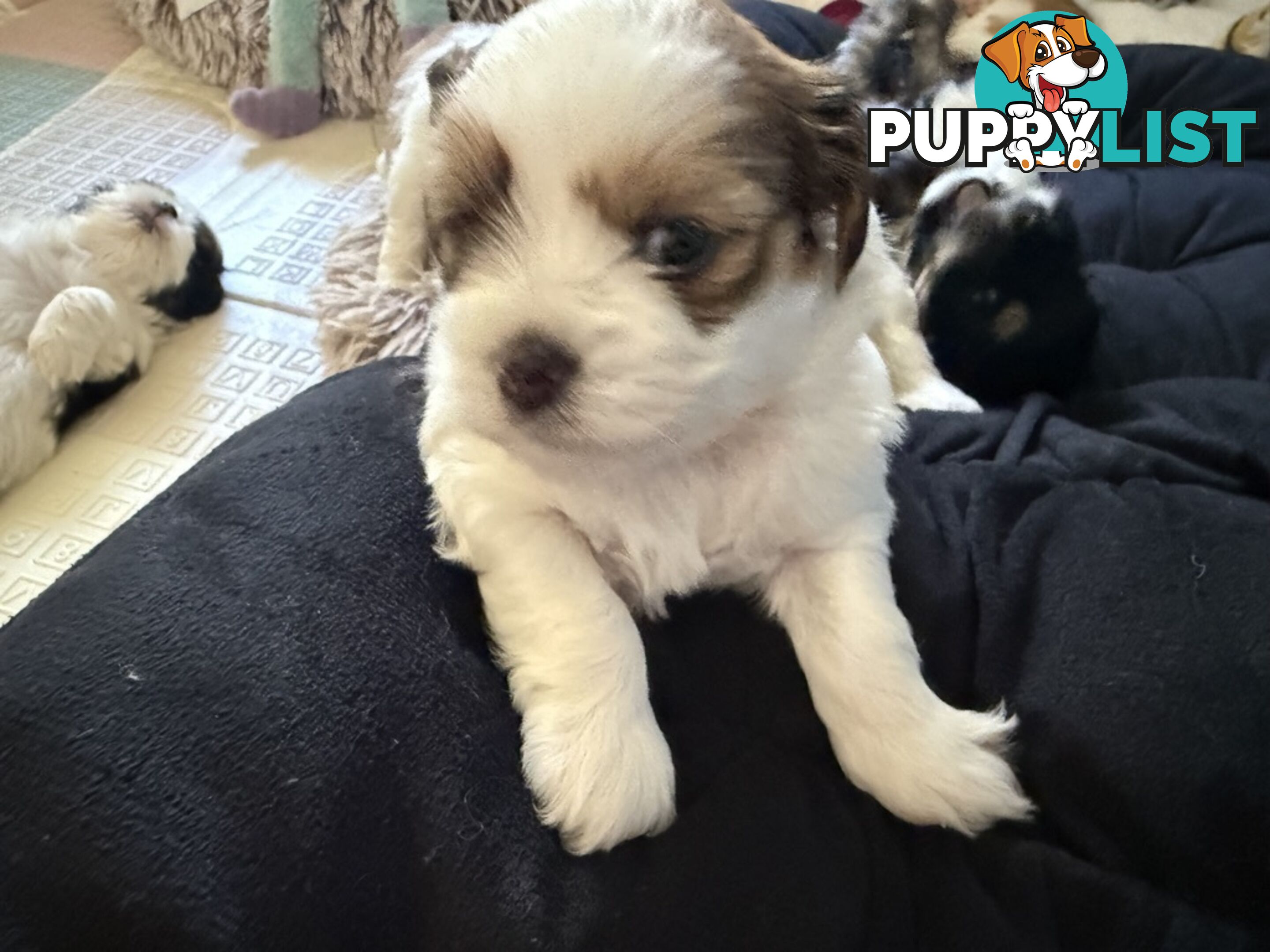 Gorgeous Lhasa Apso puppies ready on 13 June