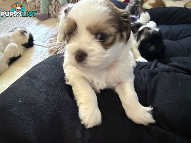 Gorgeous Lhasa Apso puppies ready on 13 June