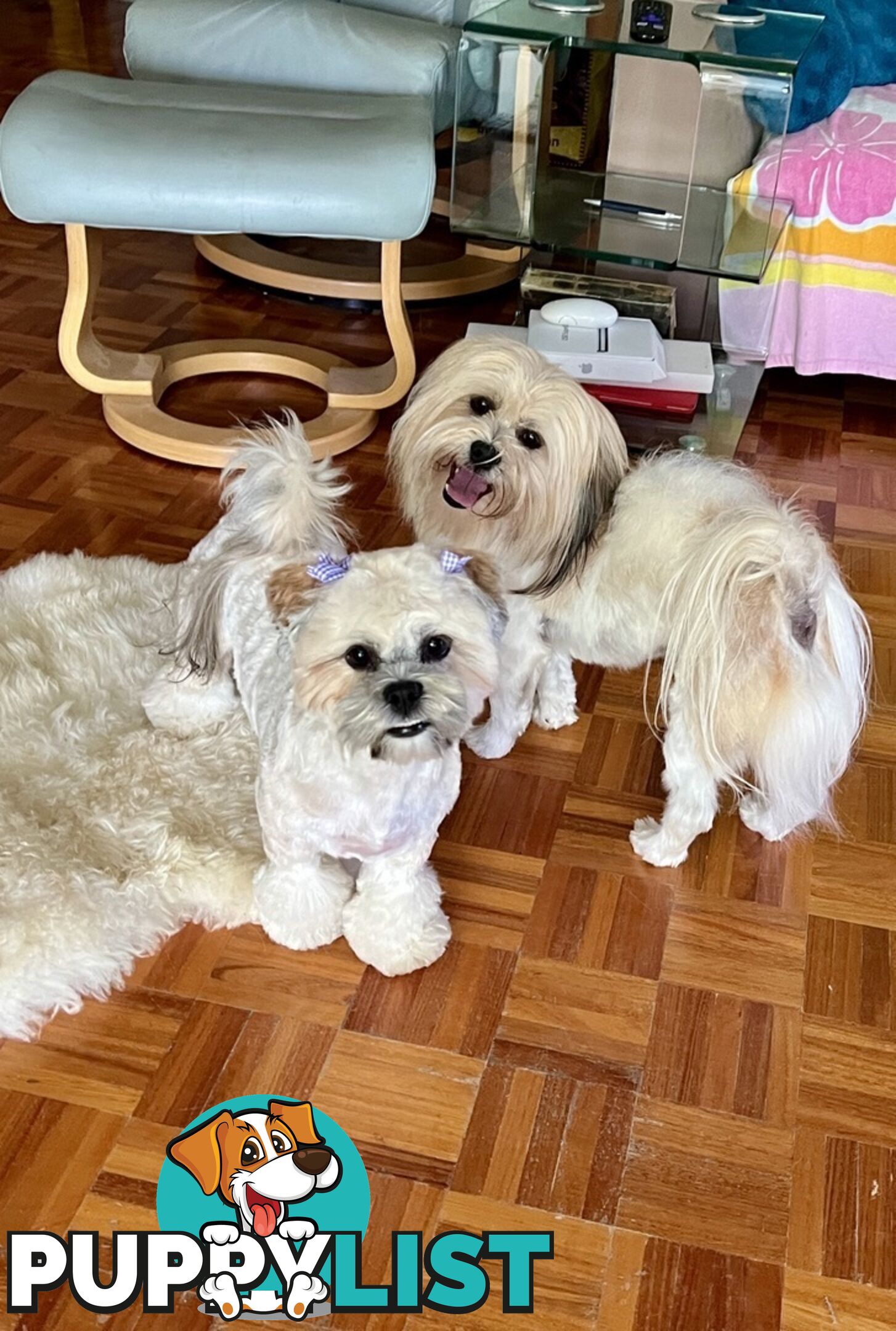 Gorgeous Lhasa Apso puppies ready on 13 June