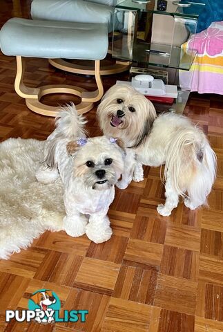 Lhasa Apso pure bred ready for their new home