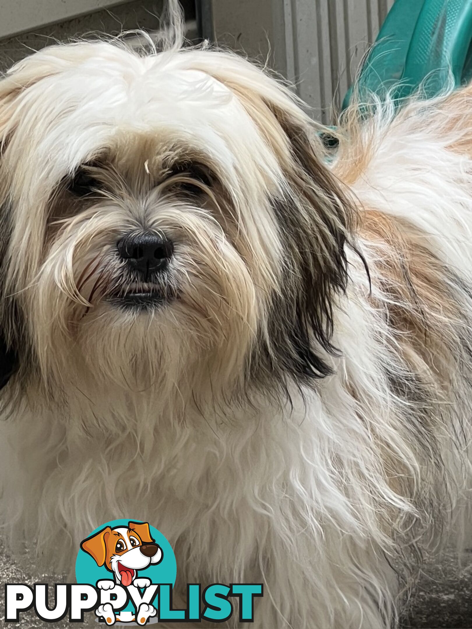 Gorgeous Lhasa Apso puppies ready on 13 June