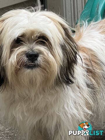 Gorgeous Lhasa Apso puppies ready on 13 June