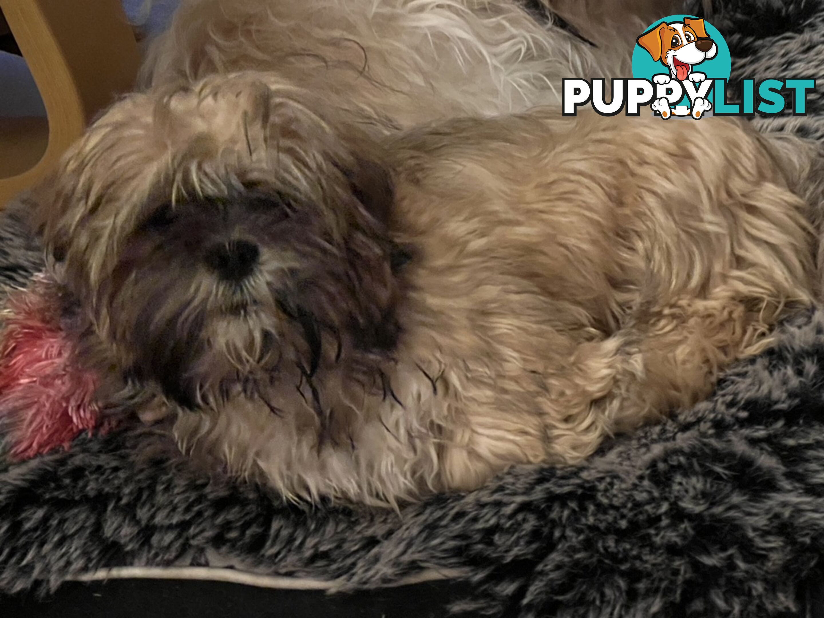 Gorgeous Lhasa Apso puppies ready on 13 June