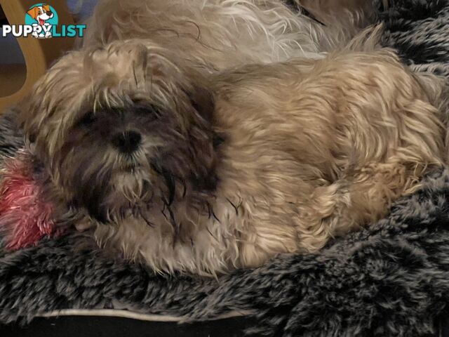 Gorgeous Lhasa Apso puppies ready on 13 June