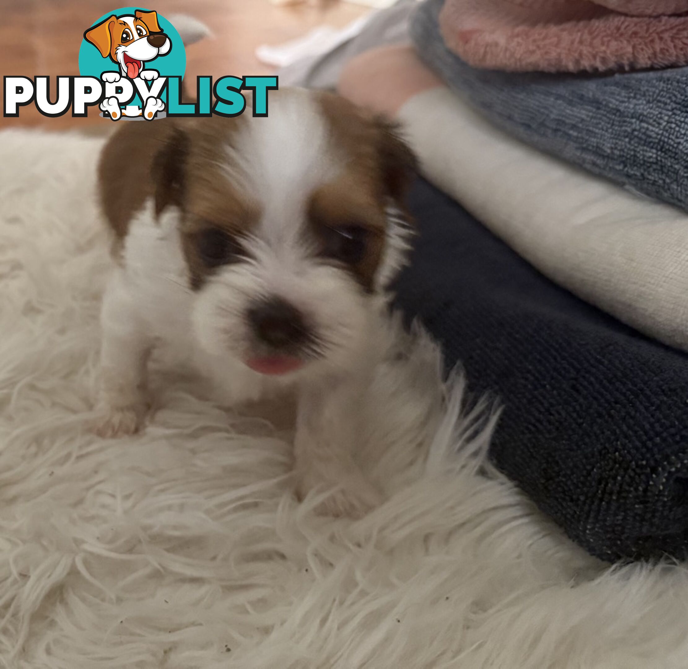 Gorgeous Lhasa Apso puppies ready on 13 June