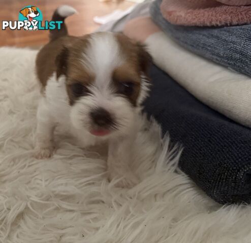 Gorgeous Lhasa Apso puppies ready on 13 June