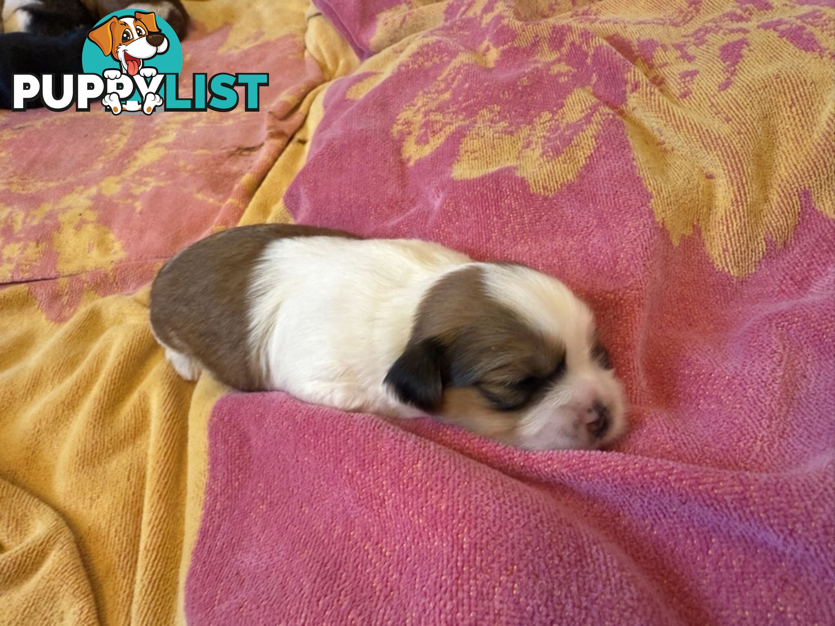 Gorgeous Lhasa Apso puppies ready on 13 June