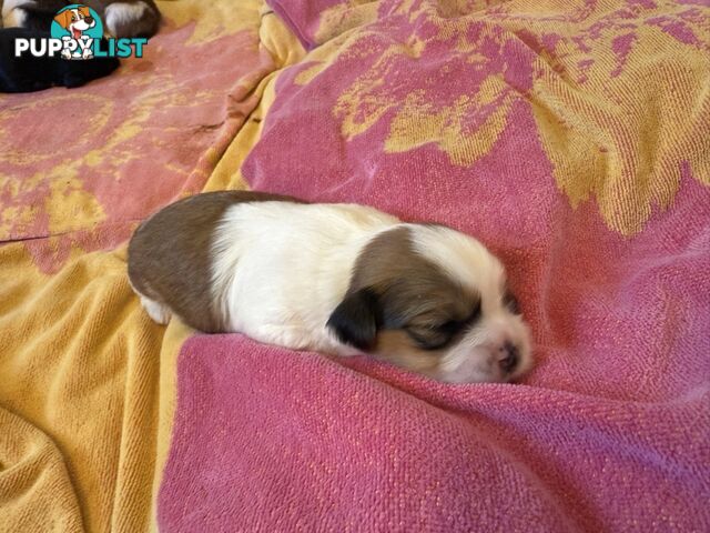 Gorgeous Lhasa Apso puppies ready on 13 June