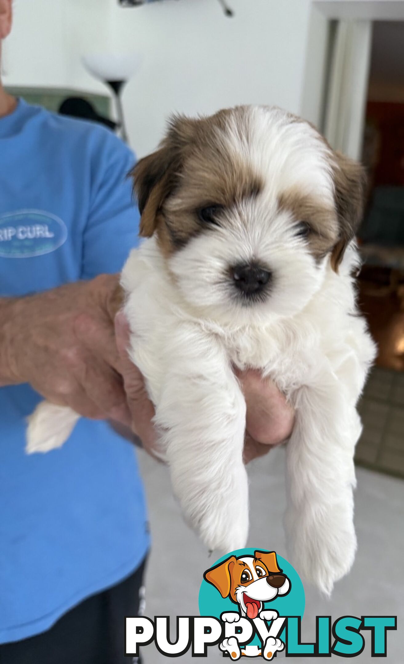 Gorgeous Lhasa Apso puppies ready on 13 June