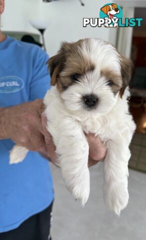 Gorgeous Lhasa Apso puppies ready on 13 June