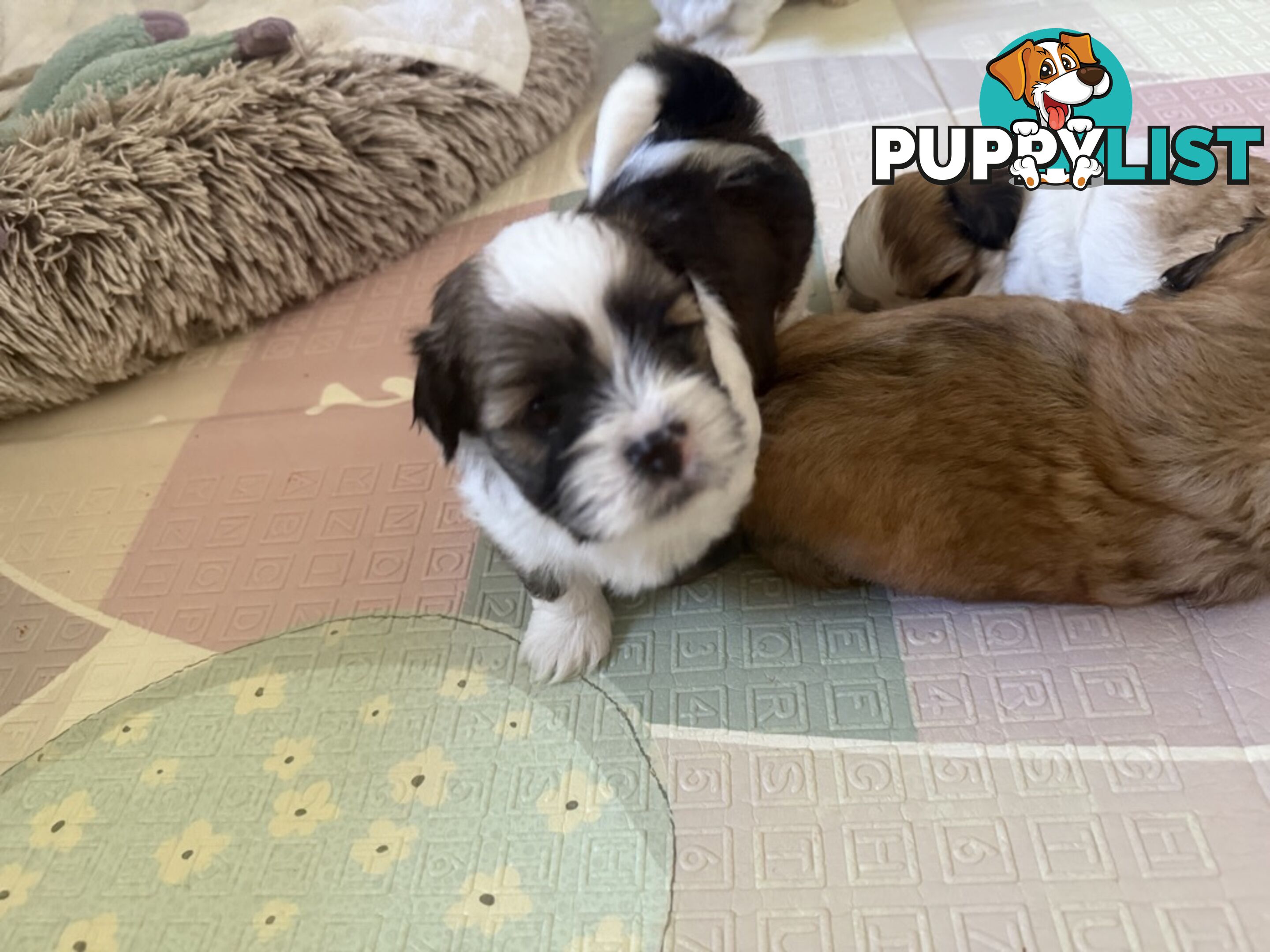 Gorgeous Lhasa Apso puppies ready on 13 June
