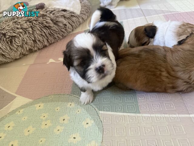 Gorgeous Lhasa Apso puppies ready on 13 June