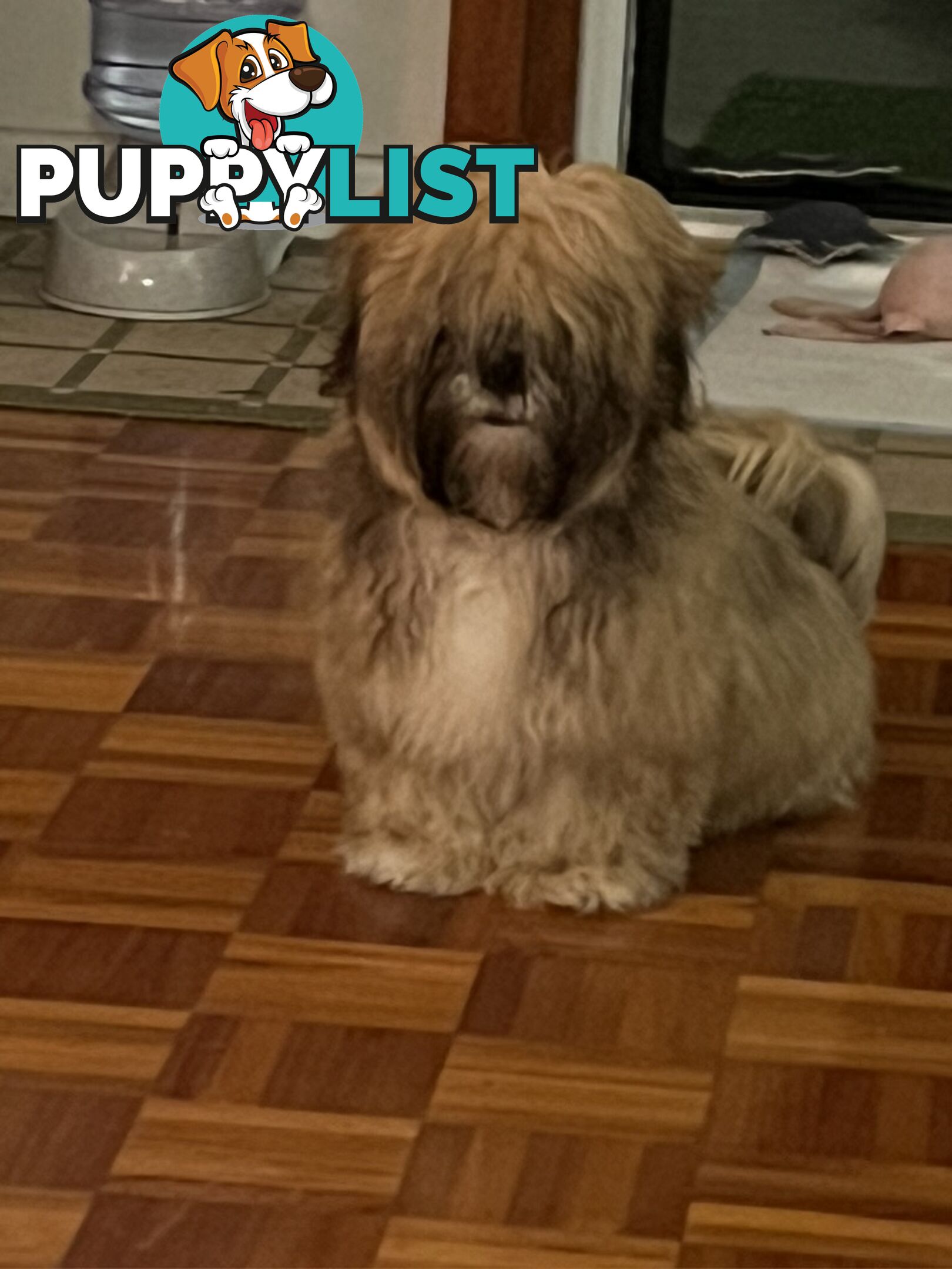Gorgeous Lhasa Apso puppies ready on 13 June