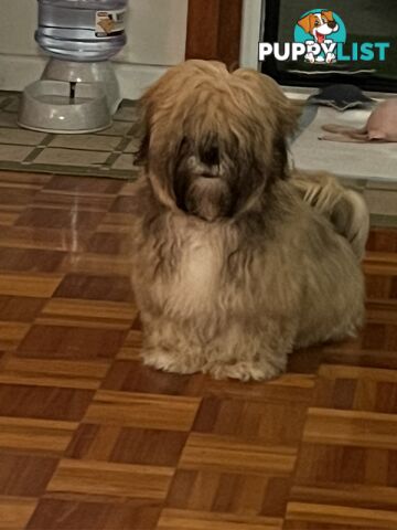 Gorgeous Lhasa Apso puppies ready on 13 June