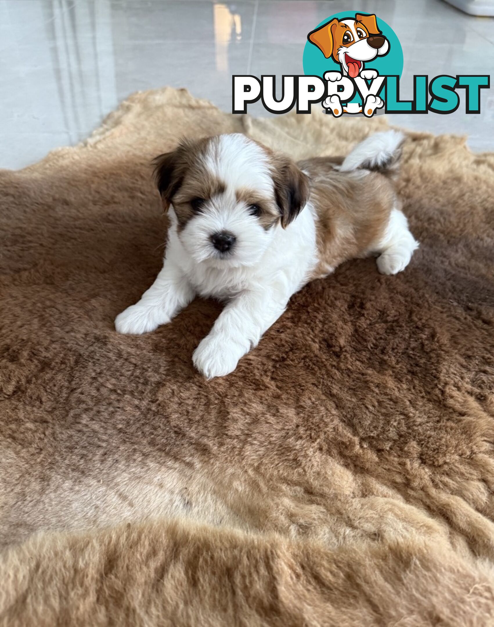 Gorgeous Lhasa Apso puppies ready on 13 June