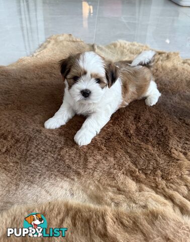 Gorgeous Lhasa Apso puppies ready on 13 June