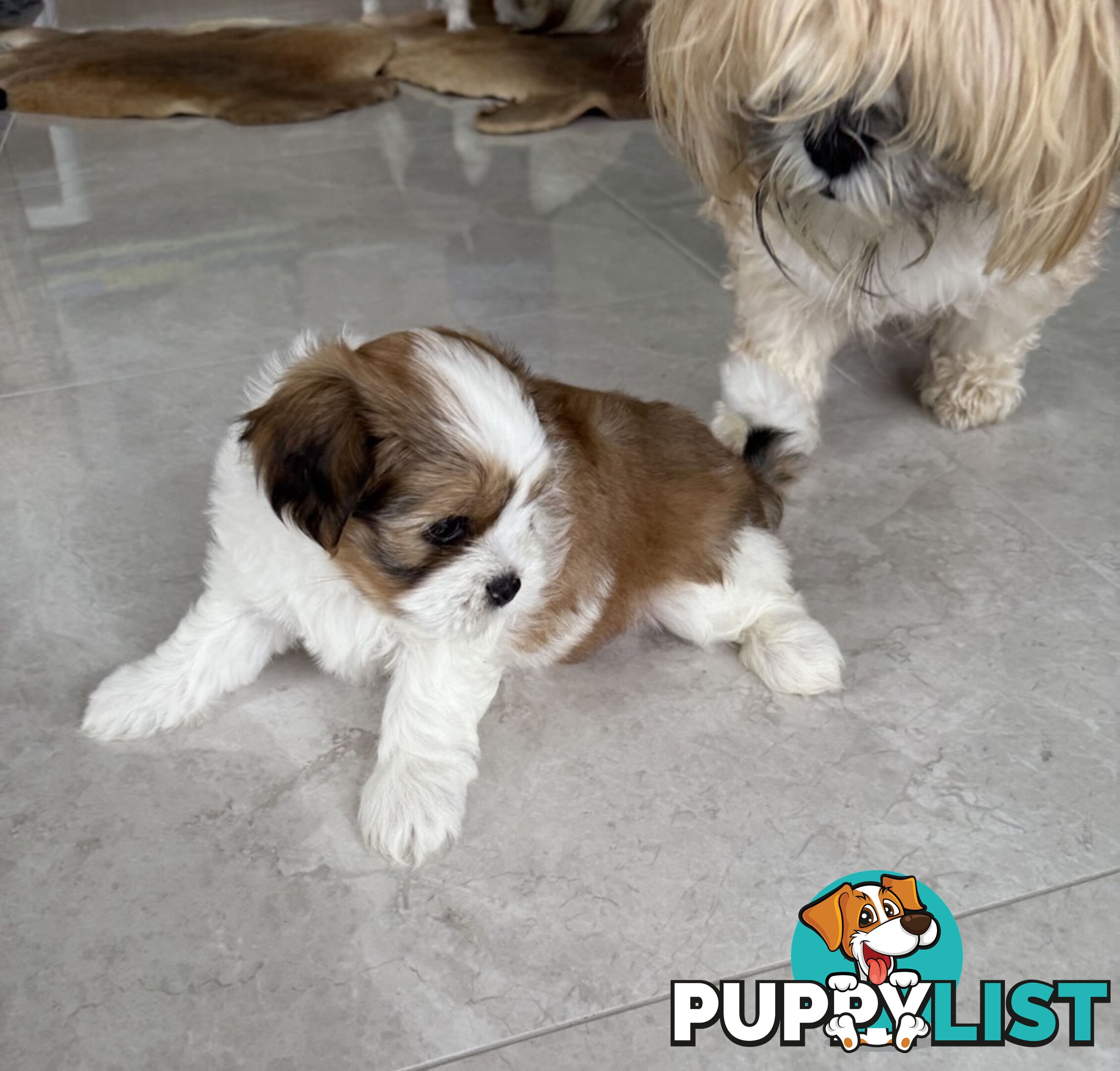 Gorgeous Lhasa Apso puppies ready on 13 June