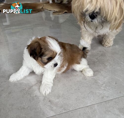 Gorgeous Lhasa Apso puppies ready on 13 June