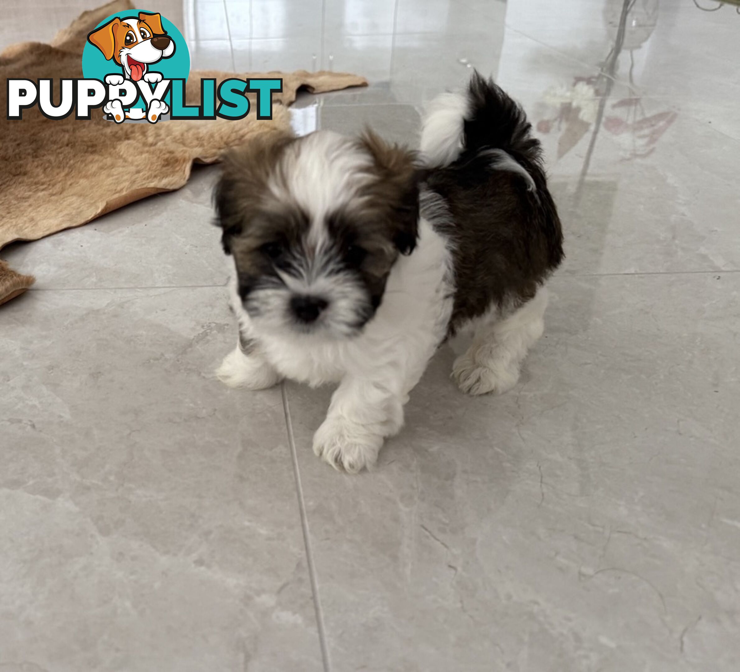 Gorgeous Lhasa Apso puppies ready on 13 June