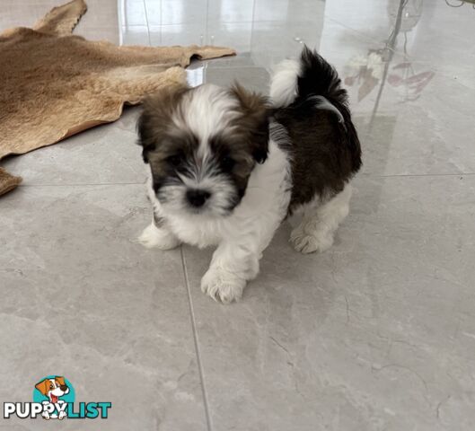 Gorgeous Lhasa Apso puppies ready on 13 June