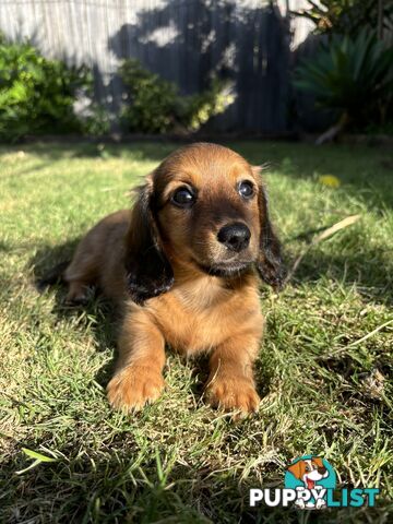 Miniature Dachshund Puppies for Sale