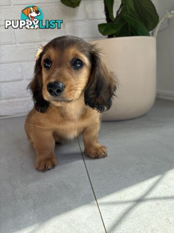 Miniature Dachshund Puppies for Sale