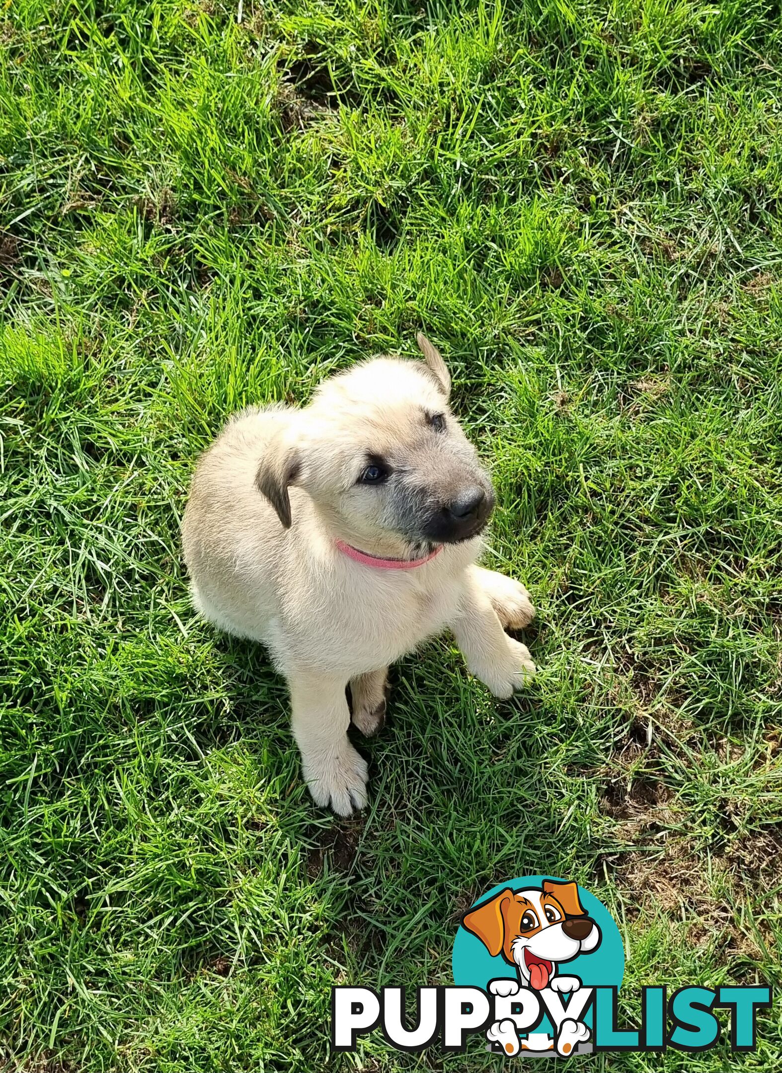 Irish Wolfhound Puppies