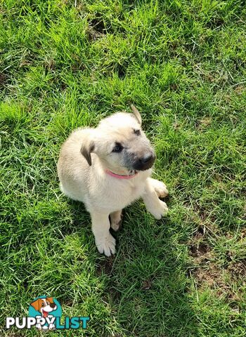 Irish Wolfhound Puppies