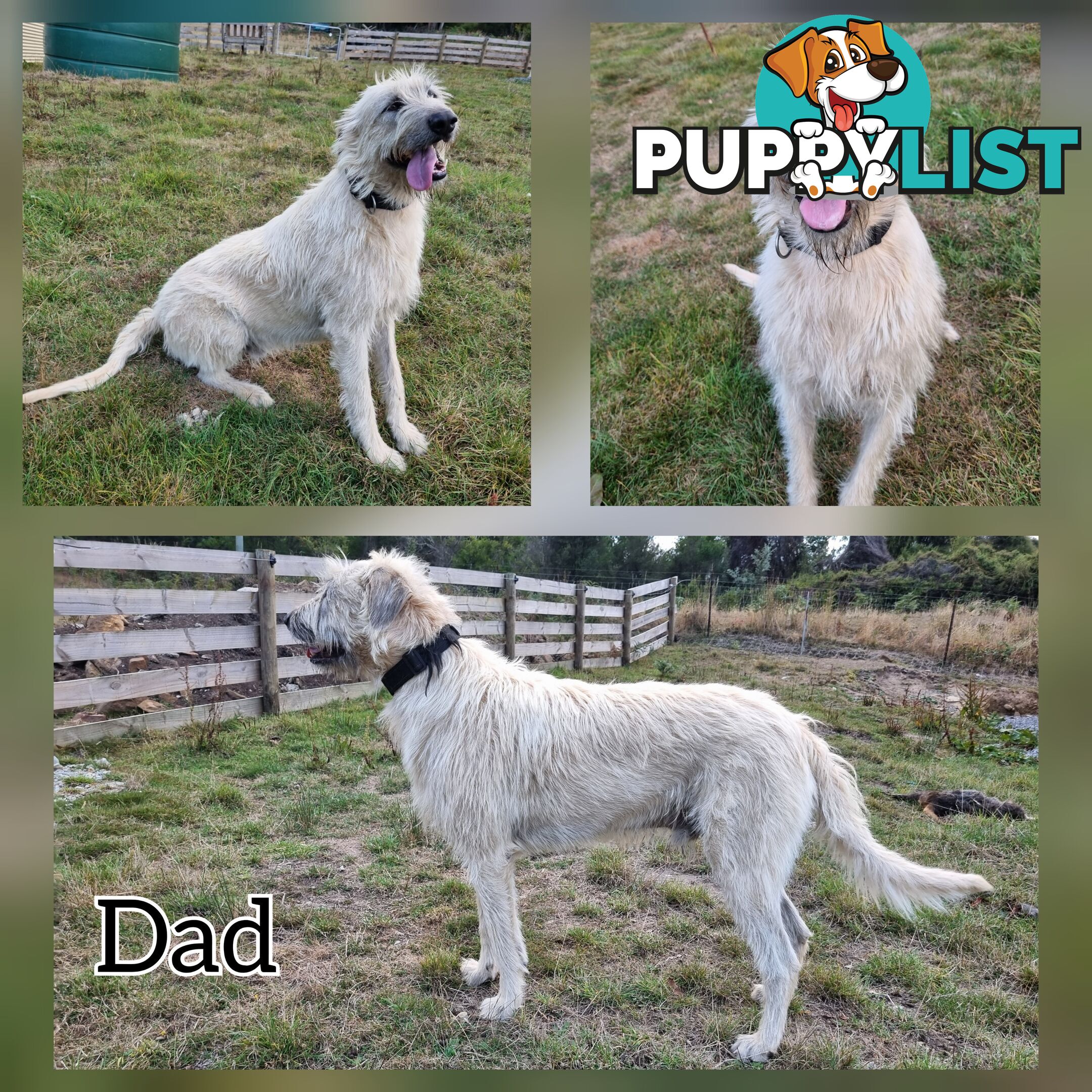 Irish Wolfhound Puppies
