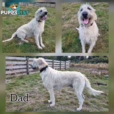 Irish Wolfhound Puppies