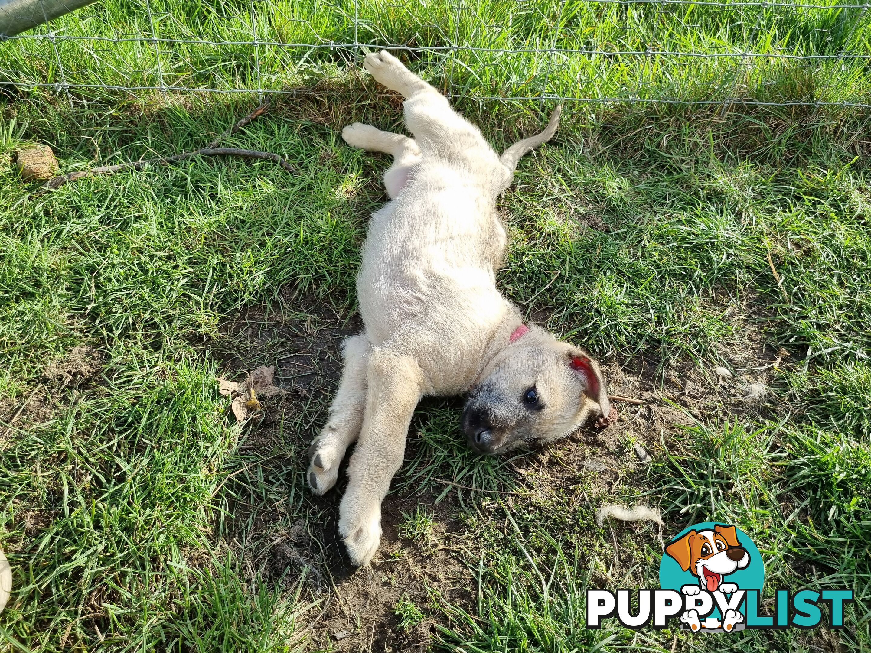 Irish Wolfhound Puppies