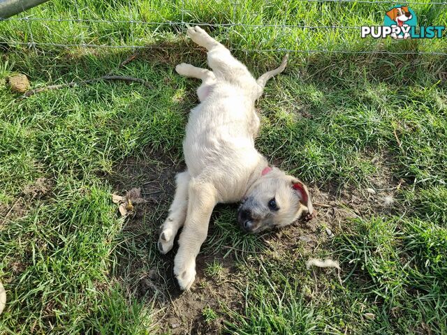 Irish Wolfhound Puppies