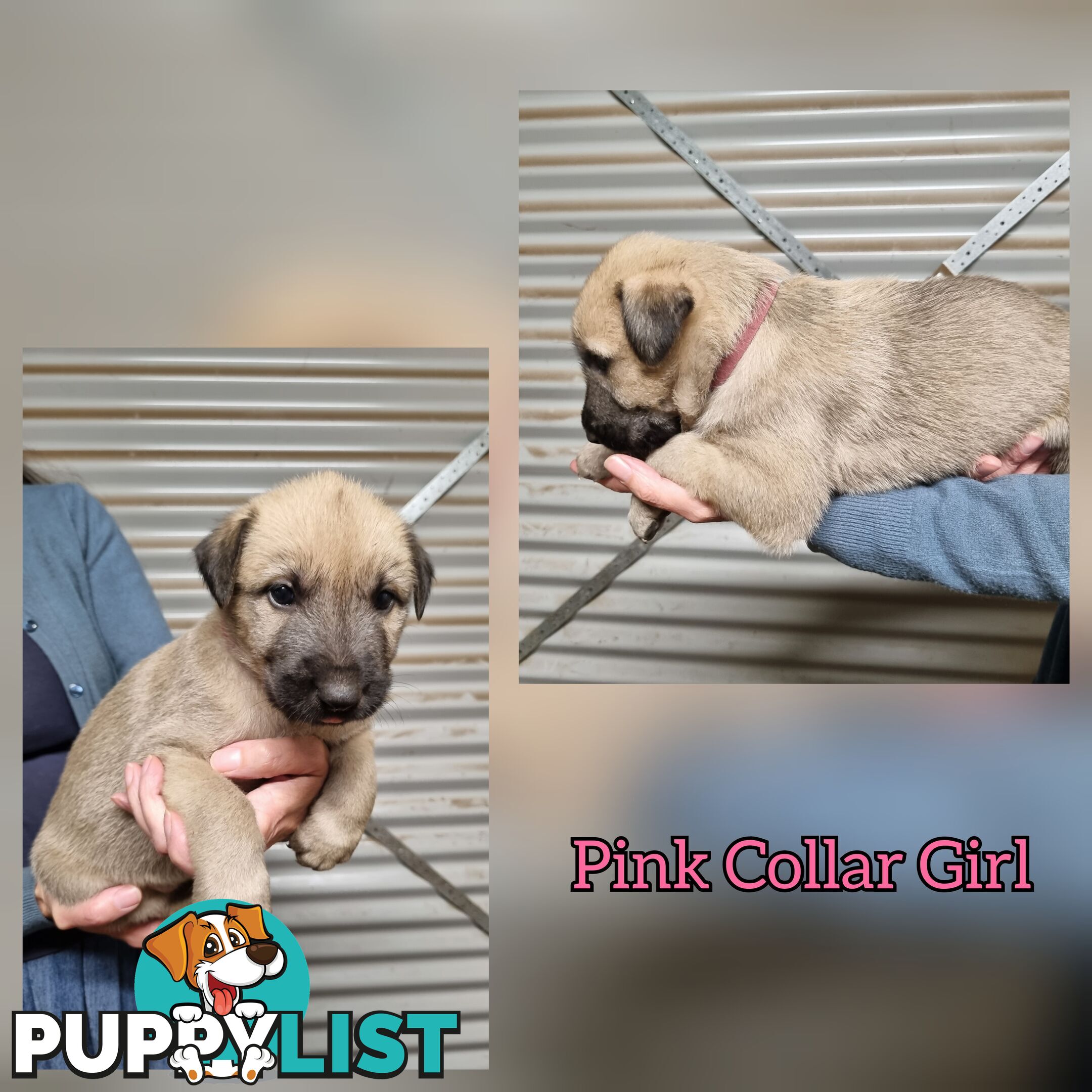 Irish Wolfhound Puppies