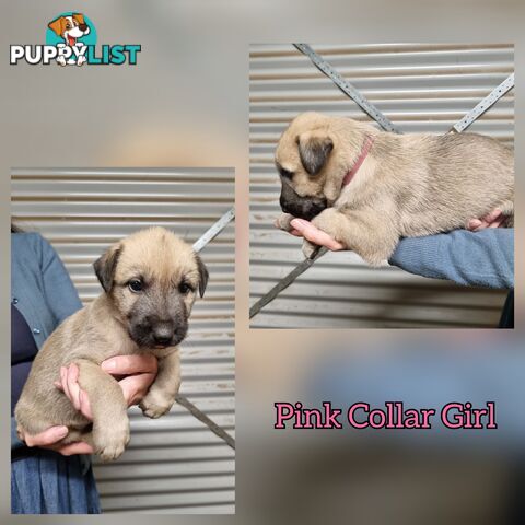 Irish Wolfhound Puppies