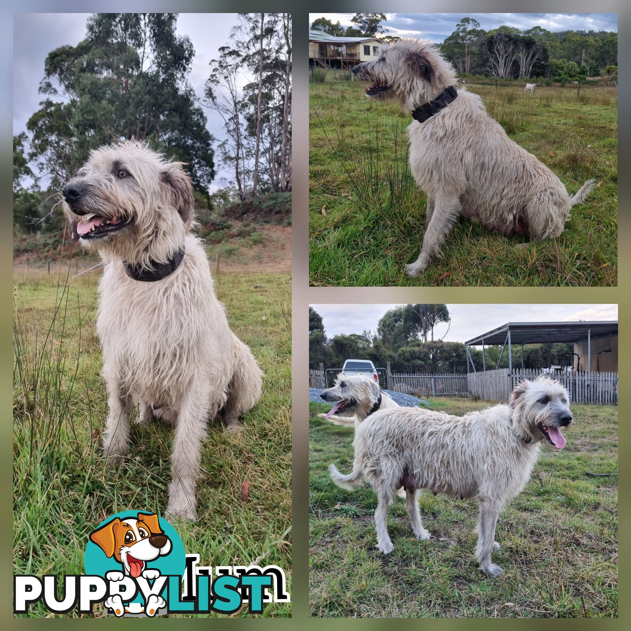 Irish Wolfhound Puppies