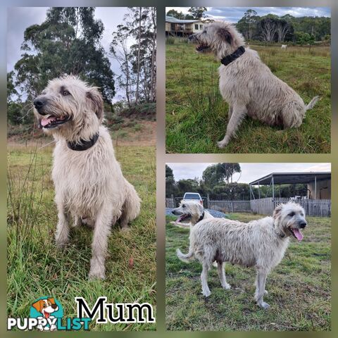 Irish Wolfhound Puppies
