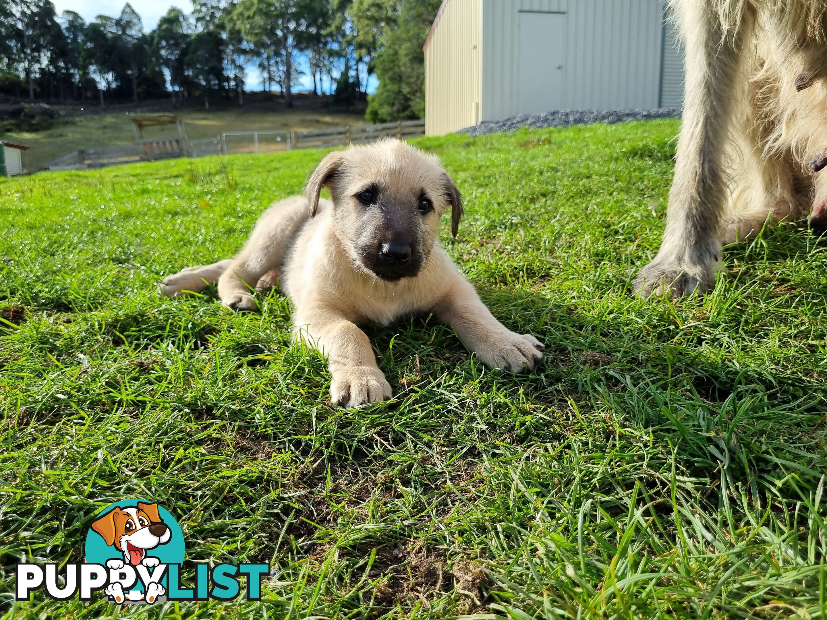 Irish Wolfhound Puppies