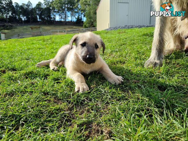 Irish Wolfhound Puppies
