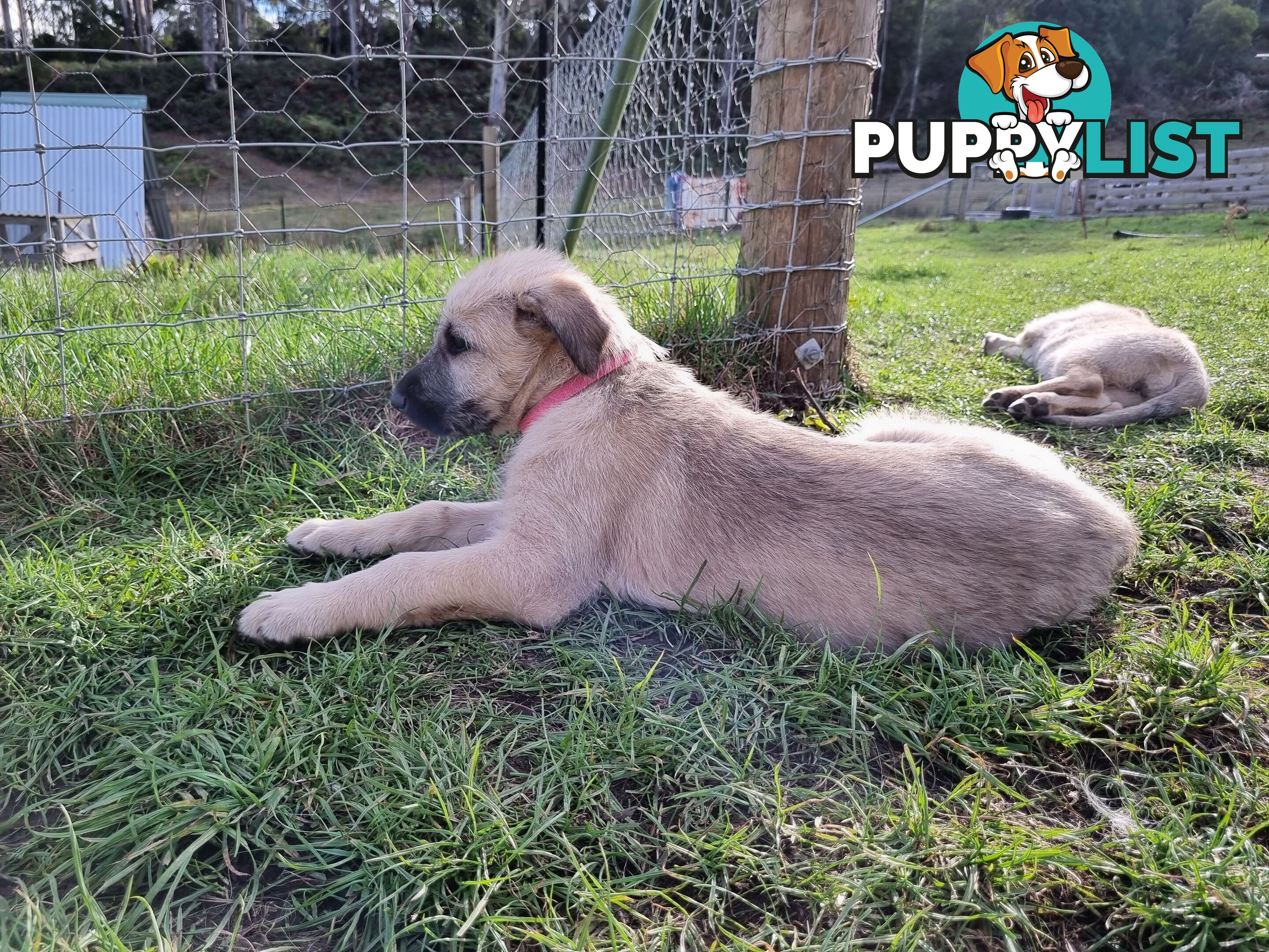 Irish Wolfhound Puppies