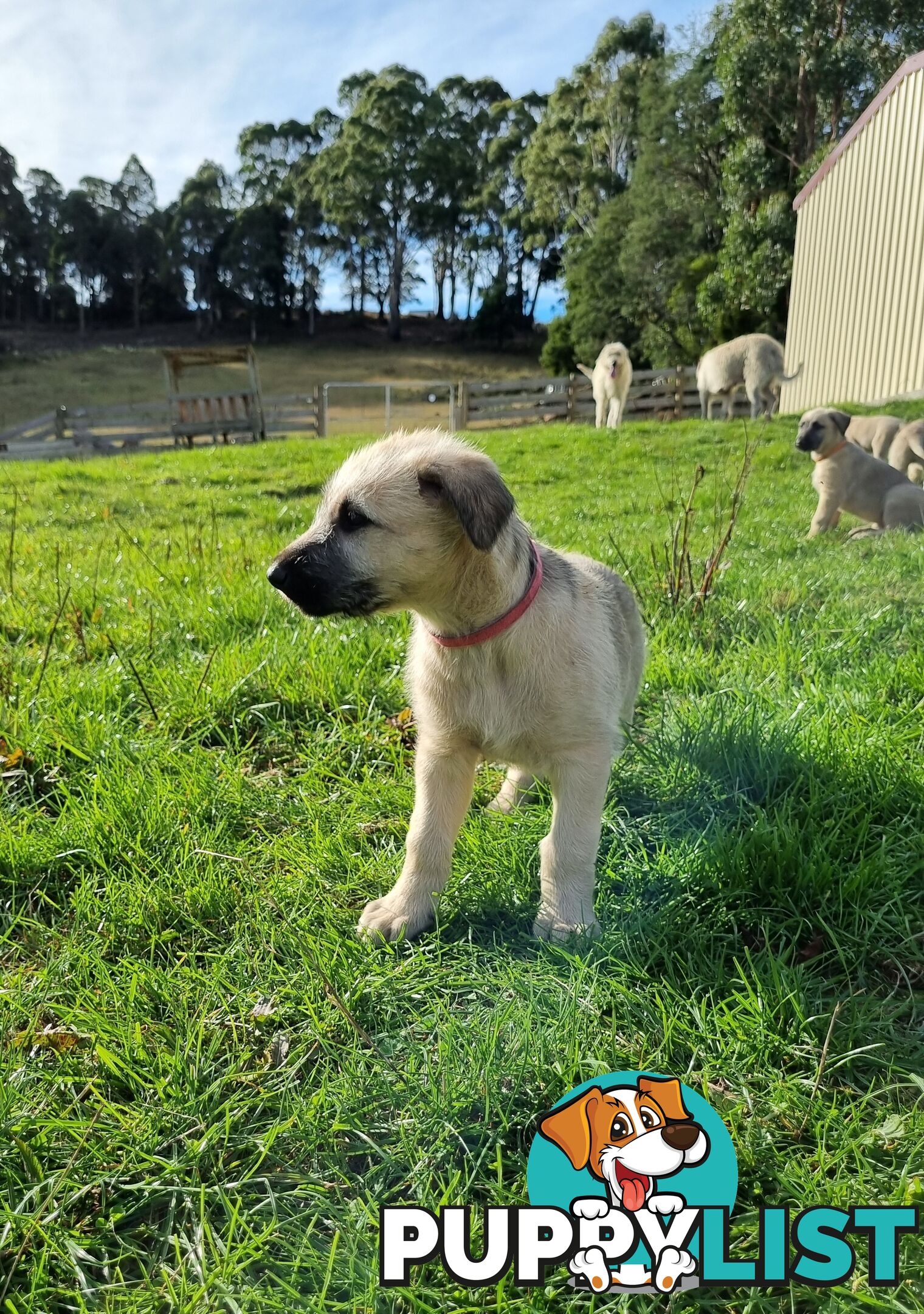 Irish Wolfhound Puppies