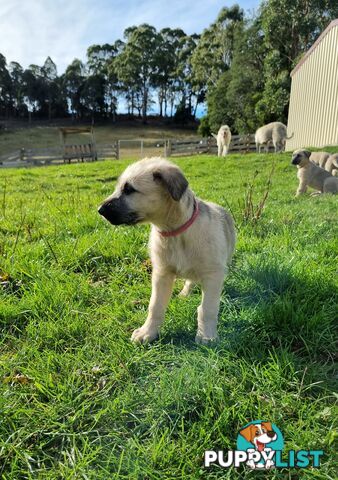 Irish Wolfhound Puppies